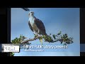 Milford Town Library presents: Bird Photography