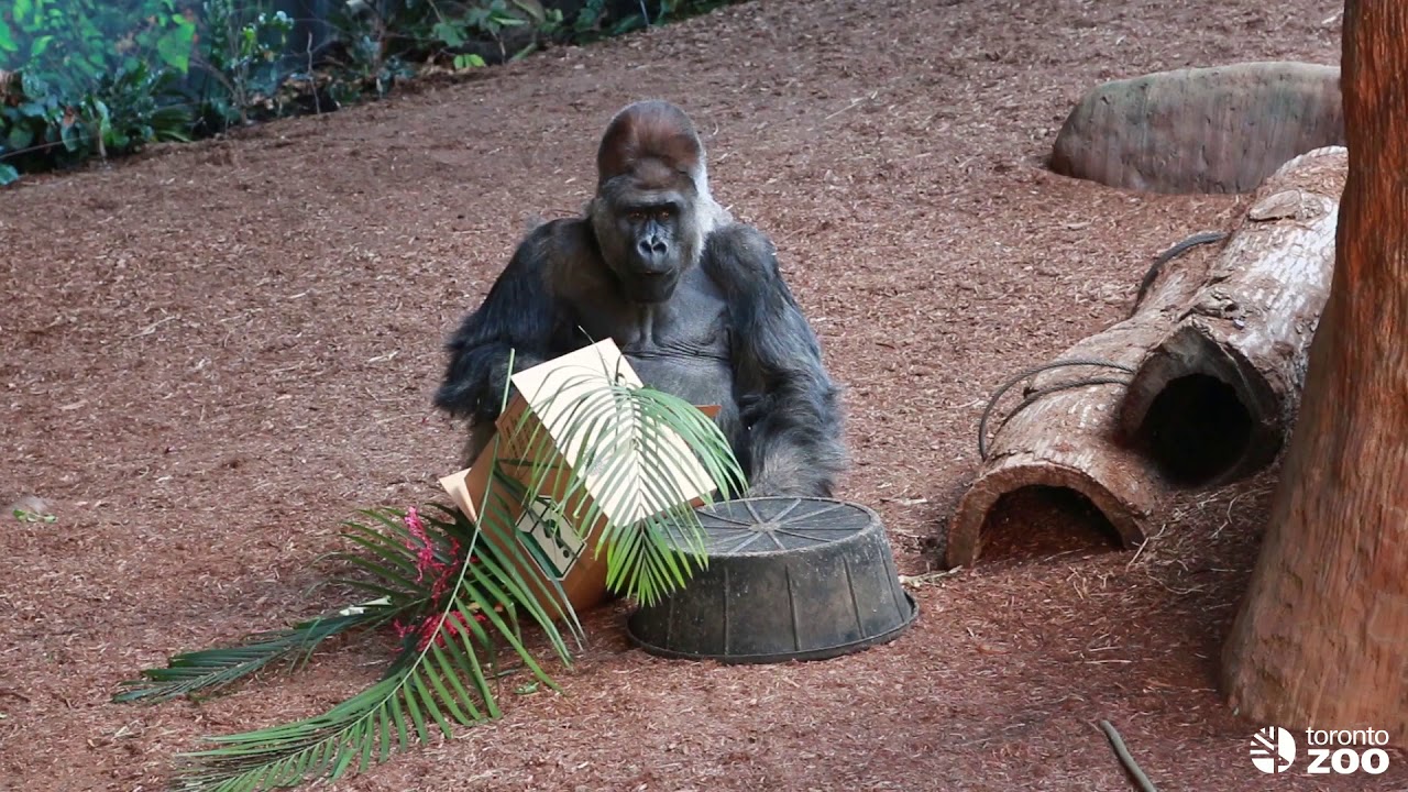 Toronto Zoo Gorilla Baby Gender And Name Reveal Youtube