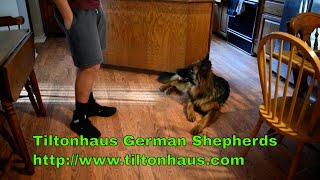 Hannah Doing the AKC Virtual Scent Work Test (VSWT) Part 1.