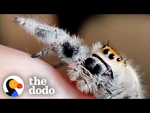 Spider Learns To Ask For High-Fives | The Dodo Little But Fierce