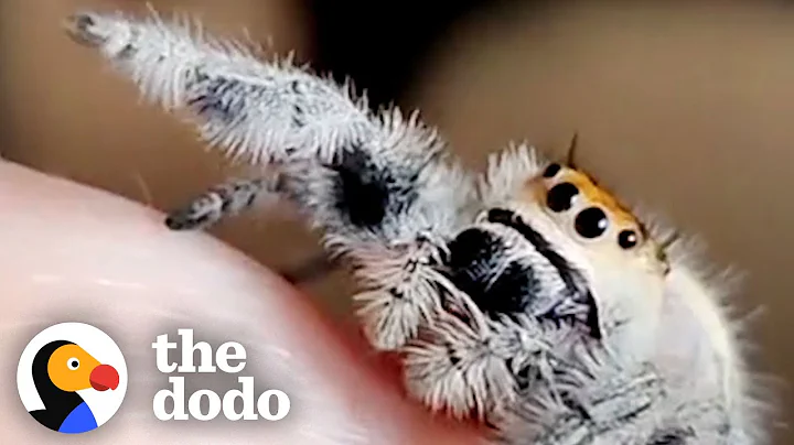 Spider Learns To Ask For High-Fives | The Dodo Little But Fierce - DayDayNews