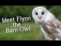 Meet The Birds | Introducing Flynn the Barn Owl