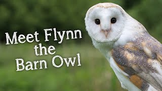 Meet The Birds | Flynn the Barn Owl