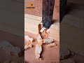 Smooth &amp; Satisfying 🤩 Wood cutting ASMR 🔥🪵#woodworking #wood #woodwork #asmr #shorts #trending #diy