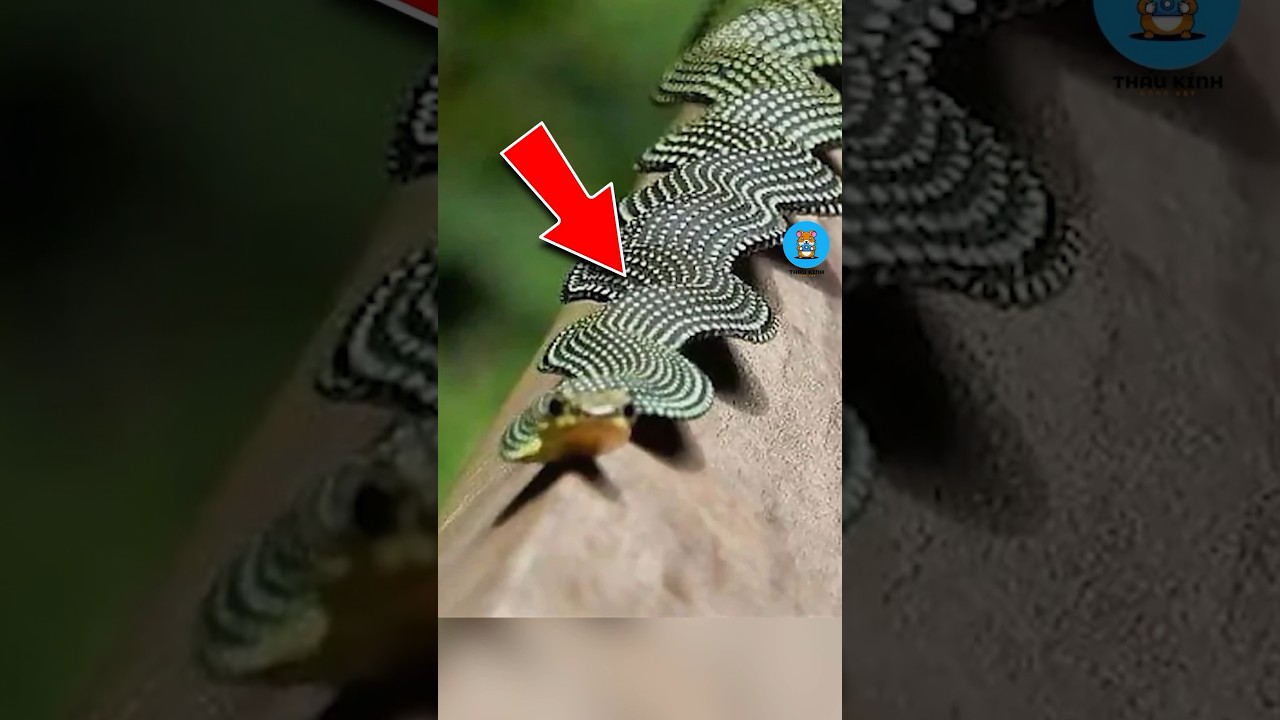 online casino mit startguthaben book of ra VÌ SAO RẮN BAY ĐƯỢC | 😨 facts amazingfacts