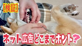 【柴犬 もみさん】ネットでよく見る歯磨き粉！たった1回で歯石がポロってホントなの？使ってみたよ　(無麻酔　歯石除去）Clean the teeth of the Shiba Inu Momisan