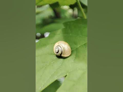 Равлик 🐌 - YouTube