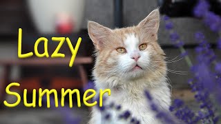 Lazy summer, Maine Coon Iggy by Maine Coon Iggy 157 views 2 years ago 2 minutes, 32 seconds