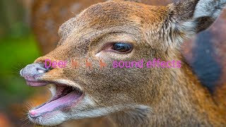 Deer Sound Effects 🦌🔊 | Real Grunts, Bleats & Snorts in HD Audio screenshot 2