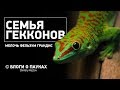 Фельзумы Грандис | подрастающая мелочь!