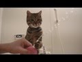 けしからん猫の水遊び。Jumping cat play with water　!!
