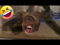 🤣 los Mejores Videos de Risa [ACTUALES] 🐶🐱 Perros y Gatos que te Harán Reír
