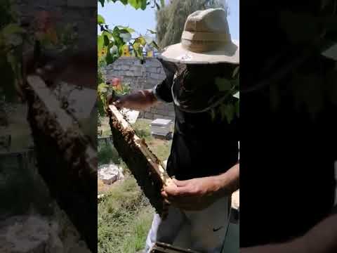 تربية النحل فحص خلية نحل هجين كرليوني إيطالي هادئ 31 7 2021