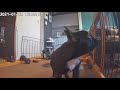 #115 BUHI PINchan 2021.1.22 ぴんちゃんとてつぺのエリアチェンジの瞬間！