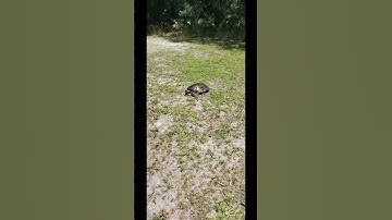 GIANT LONGNECK SOFTSHELL TURTLE #shorts #youtubeshorts #viral