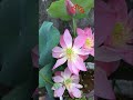 Growing mini lotus at home blooms many flowers #shorts