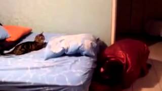 Смешные коты!!! Кот испугался Funny cats, Прикольные, ржачные,веселые коты,кошки ,котята1 Смешные коты!!! Кот испугался Funny cats, Прикольные, ржачные,веселые коты,кошки ,котята1