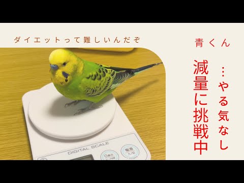 セキセイインコの青くん ダイエットって難しい セキセイインコ Youtube