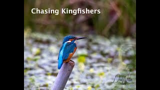 Chasing Kingfishers