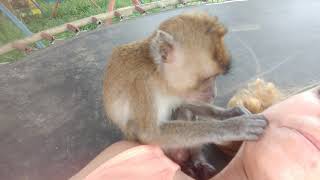 ASMR Moves By Macaque Monkey Ralphie D