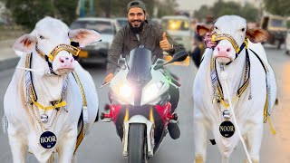 Heavy bike ki ride aur janwaron ko ghumaney nikal gae😍🐂🏍️｜Mustafa Hanif