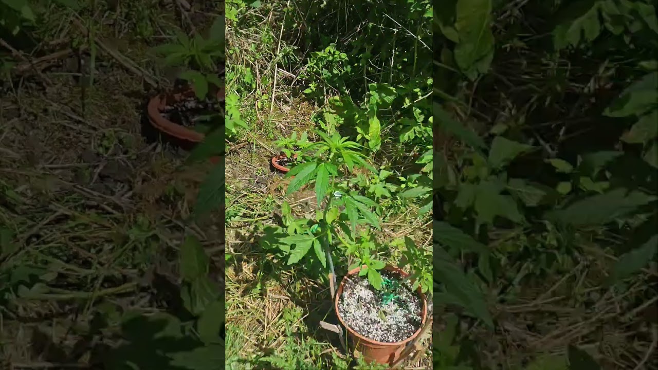 UK Guerilla Gardening 