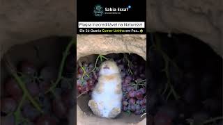 Encontraram Um Coelho Comendo Uvas Dentro Da Toca