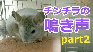 チンチラの鳴き声【パート2】不安？不満？なときの声※音量注意Chinchilla's voice
