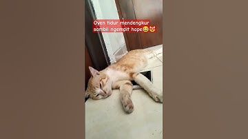 kucing ngorok|kucing mendengkur|Oyen lucu tidur pulas#cat#shorts#kucinglucu#catlover#viral#funnycats