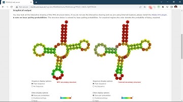 RNA Secondary Structure (Folding) Prediction using RNAfold #rna #bioinformatics #structure #folding