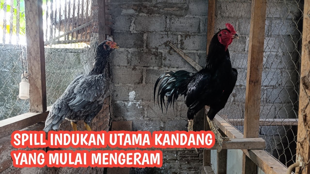 REVIEW INDUKAN DAN SISA ANAKAN DI KANDANG GP 