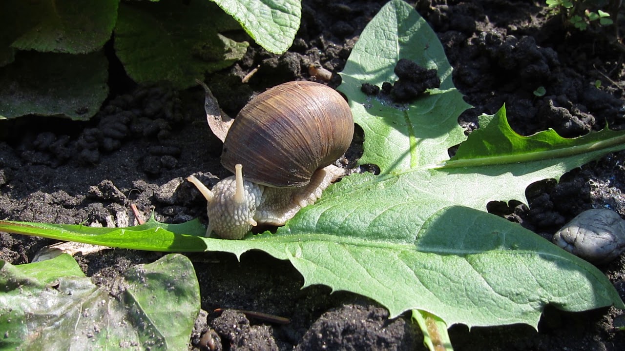 Snail is eating a dandelion leaf in fast motion (8,5x) YouTube