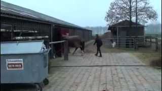 Being gelded
