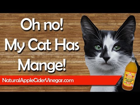 How to Naturally Cure Cat Mange with Apple Cider Vinegar