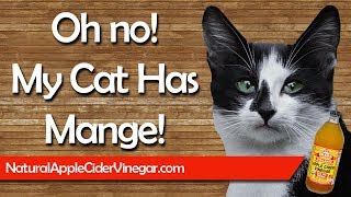 How to Naturally Cure Cat Mange with Apple Cider Vinegar