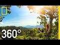 360° Giant Sequoias on a Changing Planet – Part 2 | National Geographic