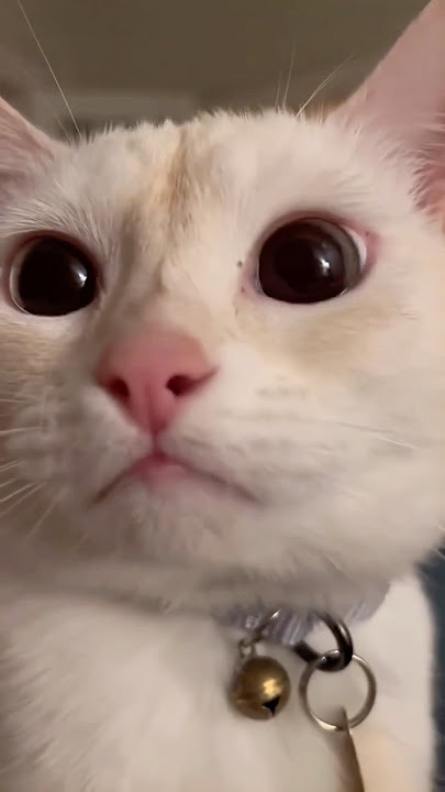 FISO🐾 #funny #cat
