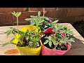 【花】ルピナスの育て方・植え付け の動画、YouTube動画。