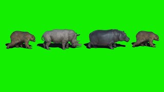 Animation Animal running green screen