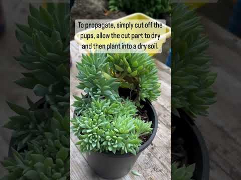 Video: Sedeveria-kasvien hoitaminen – Opi Sedeveria-mehikasvien kasvattamisesta