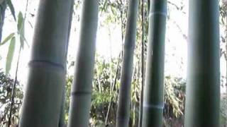 Bambu Gigante Da Costruzione Madake-Giant Timber Bamboo