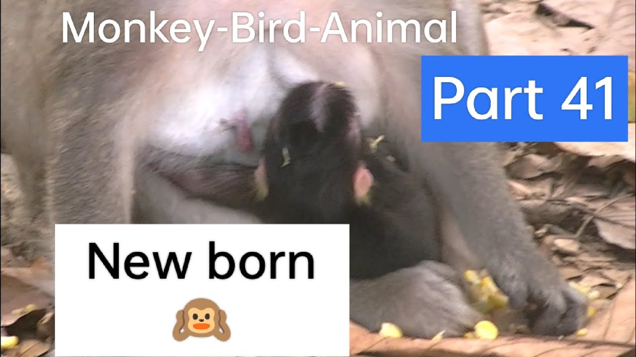 New born Monkey🙉🍼 Monkey-Bird-Animal part 41 - YouTube