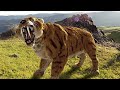 Sabertoothed tiger  prehistoric cats documentary