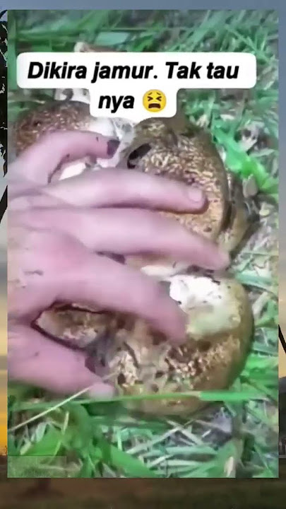 Dikira Jamur. Eh Ternyata.. #trending #fyp #shortvideo #shortsfeed #shortsvideo #shorts #shortsviral