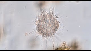 Heliozoan for ID
Heliozoan for ID Heliozoan for ID