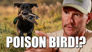 Pro Trainer Reacts | The Poison Bird That Broke Most Dogs