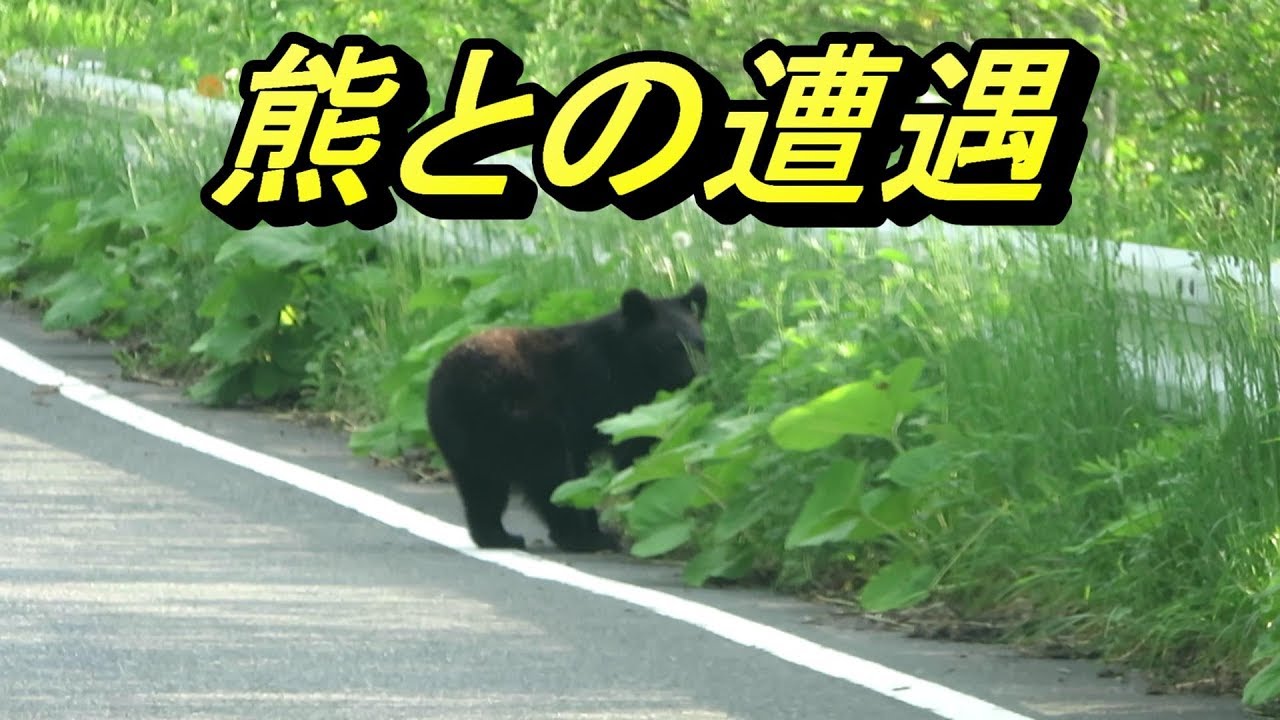 熊と遭遇 岩手県 八戸川内大規模林道 - YouTube