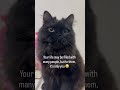 😽 #cats #cat #cute #shortvideo #cutecat #pets #funny #love #funnycats #kitten #catblogger #catworld