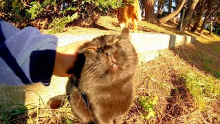 とにかく撫でられたい黒猫