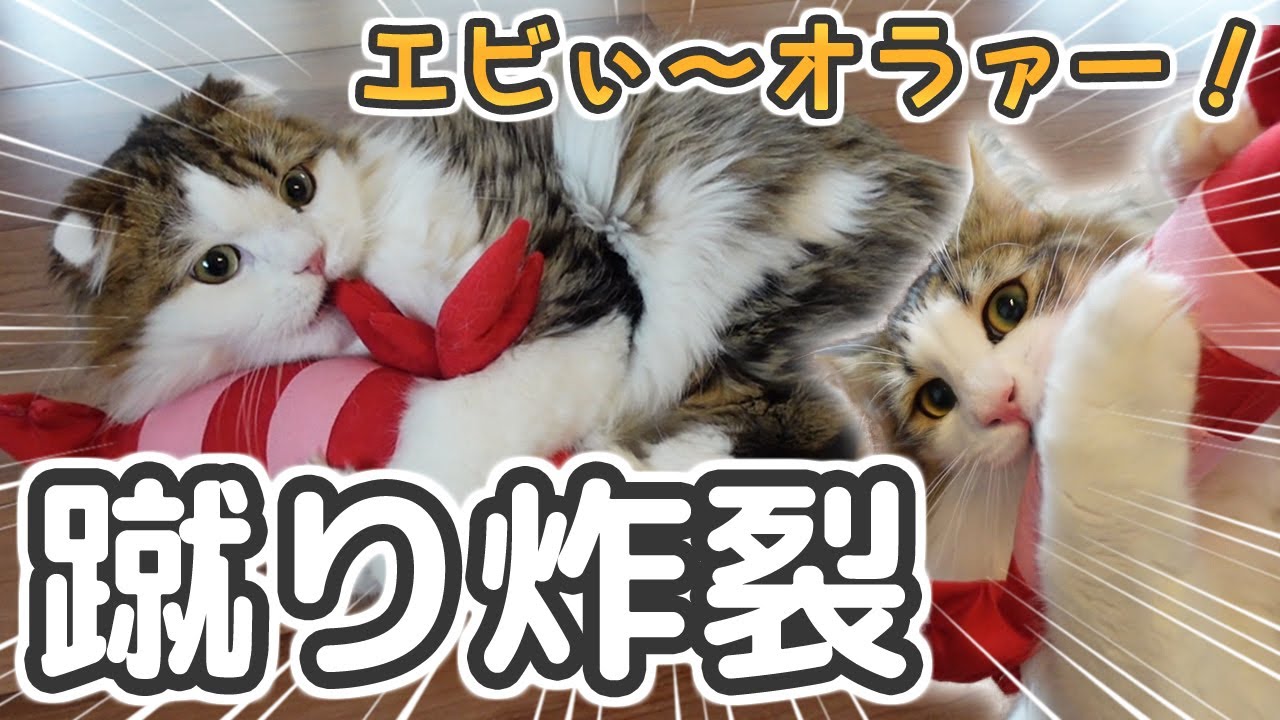 けりぐるみ 猫にエビのおもちゃを買ったら蹴り狂う事態に Youtube